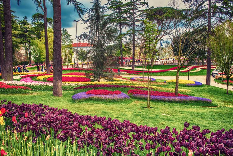 Tulips in Emirgan park Istanbul